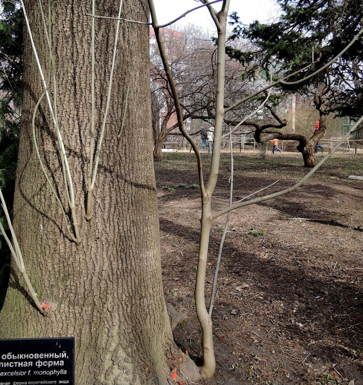 Изображение особи Fraxinus excelsior.