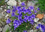 Campanula saxifraga. Цветущие растения. Северная Осетия, Ирафский р-н, долина р. Танадон, каменистый склон (выс. около 2300 м н.у.м.). 06.07.2016.