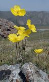 Papaver croceum. Цветущее растение на каменистом горном лугу. Казахстан, Заилийский Алатау, Большое Алма-Атинское ущелье, около 2200 м н.у.м. Июнь 2009 г.