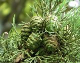 Sequoiadendron giganteum. Незрелые шишки. Нидерланды, г. Маастрихт, озеленение. Июль.