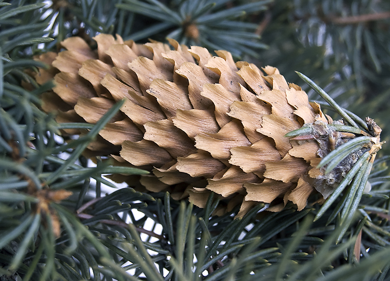 Image of Picea pungens f. glauca specimen.