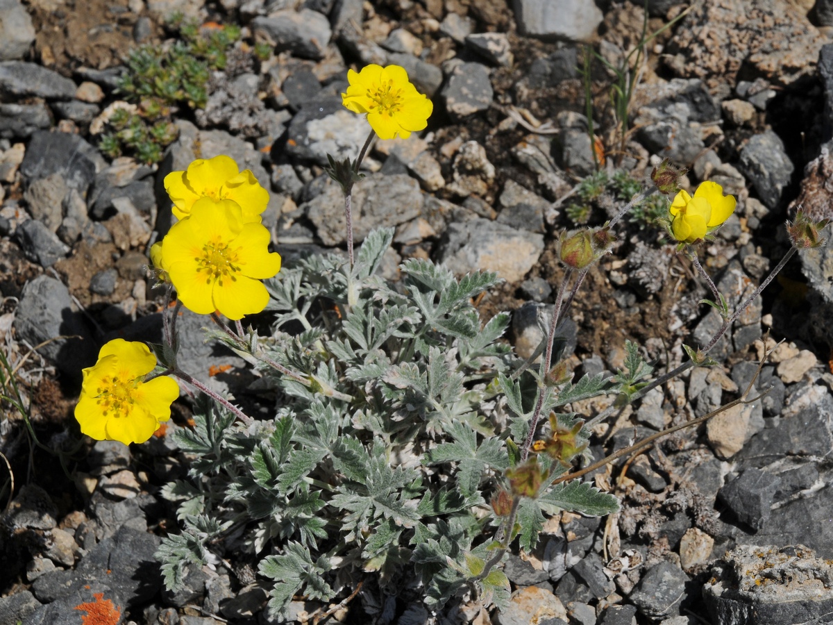 Image of Potentilla hololeuca specimen.