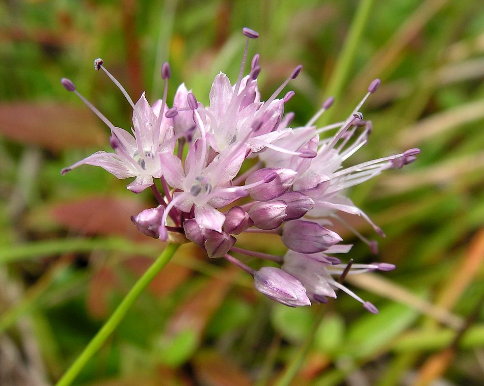 Image of Allium maackii specimen.