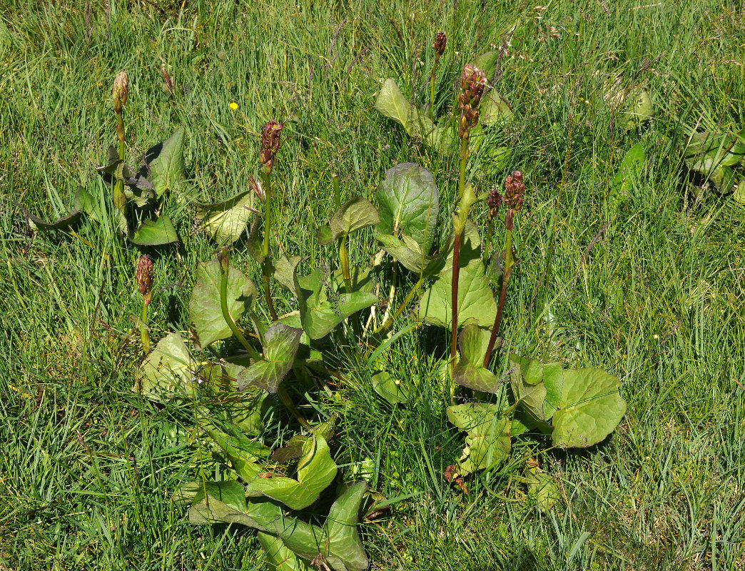 Изображение особи Ligularia subsagittata.