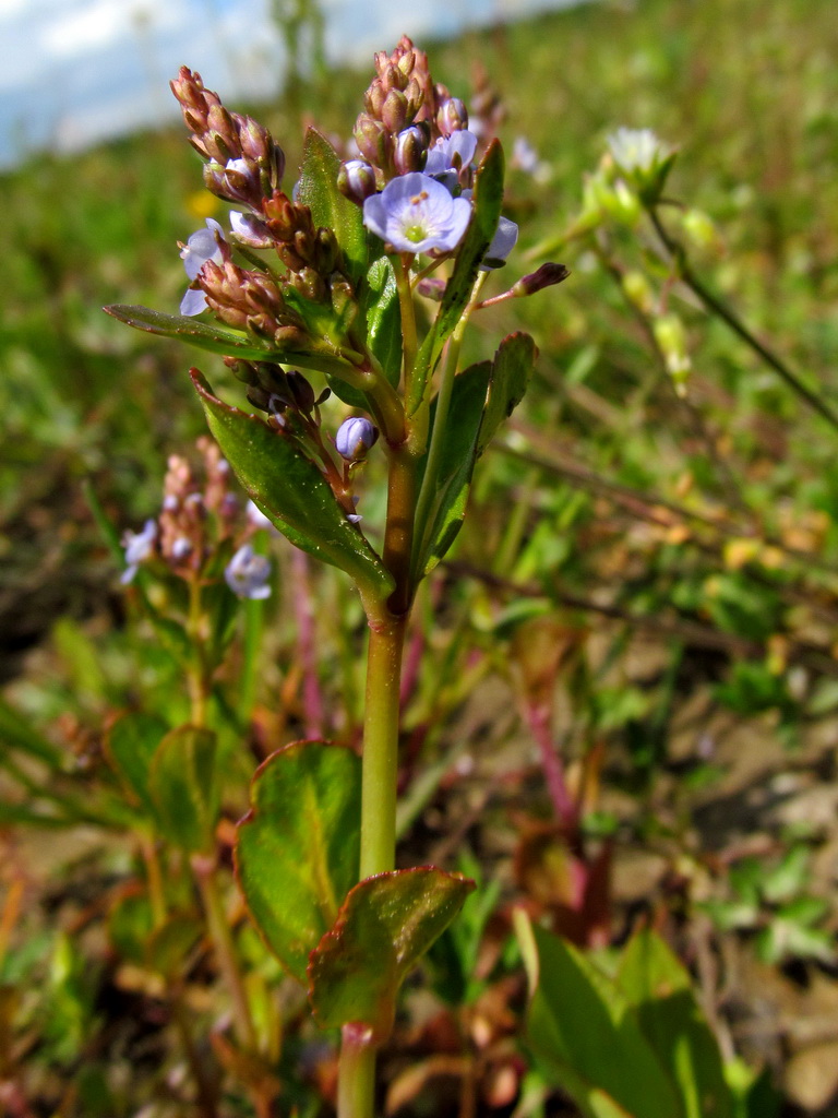 Image of Veronica beccabunga specimen.