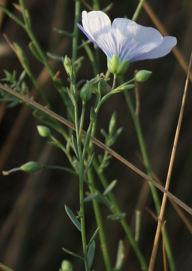 Image of Linum austriacum specimen.