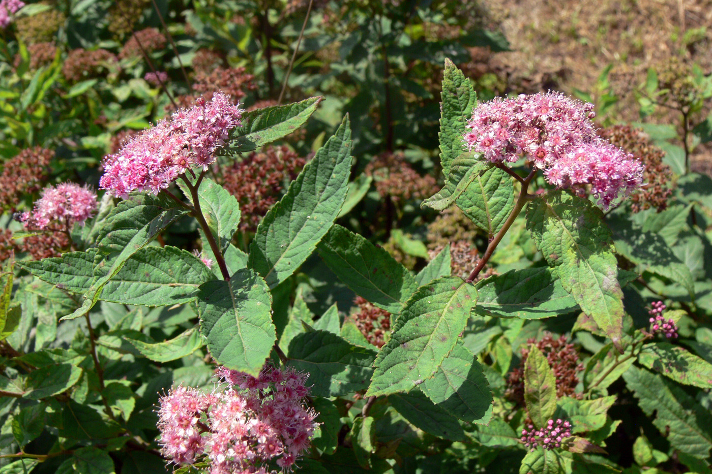 Изображение особи Spiraea japonica.