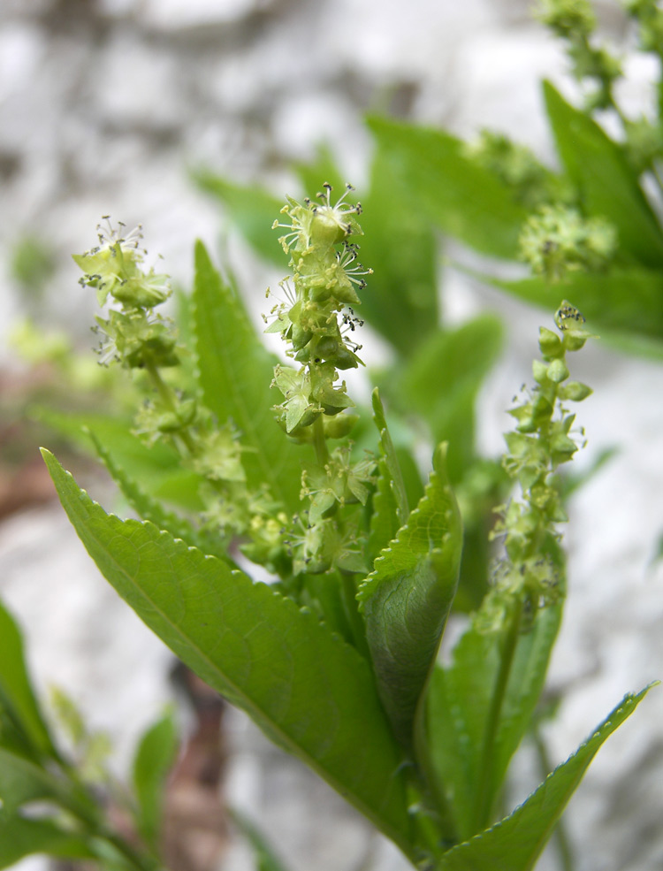 Image of Mercurialis perennis specimen.