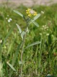 Alyssum turkestanicum разновидность desertorum. Цветущее растение. Украина, г. Запорожье, западный берег о-ва Хортица, каменистый склон, степь. 16.04.2016.