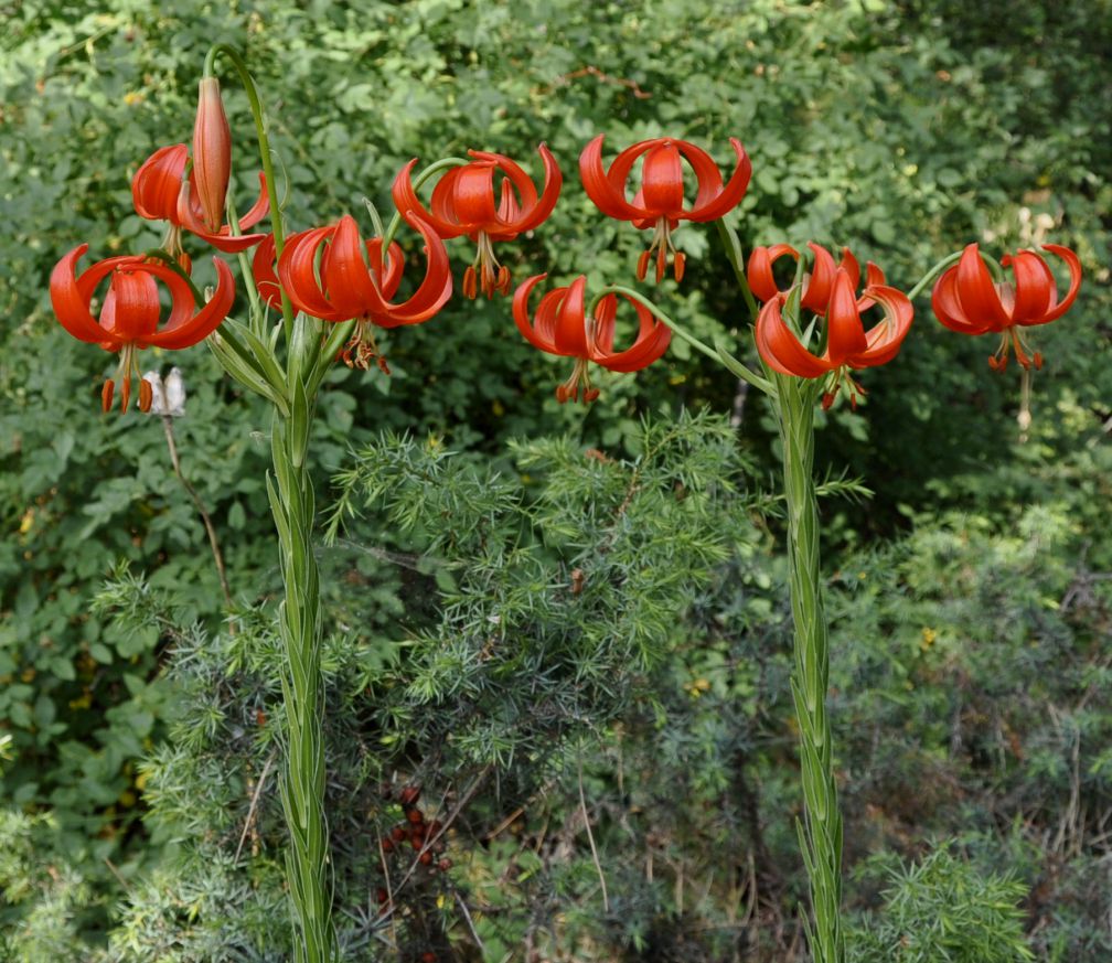 Изображение особи Lilium chalcedonicum.