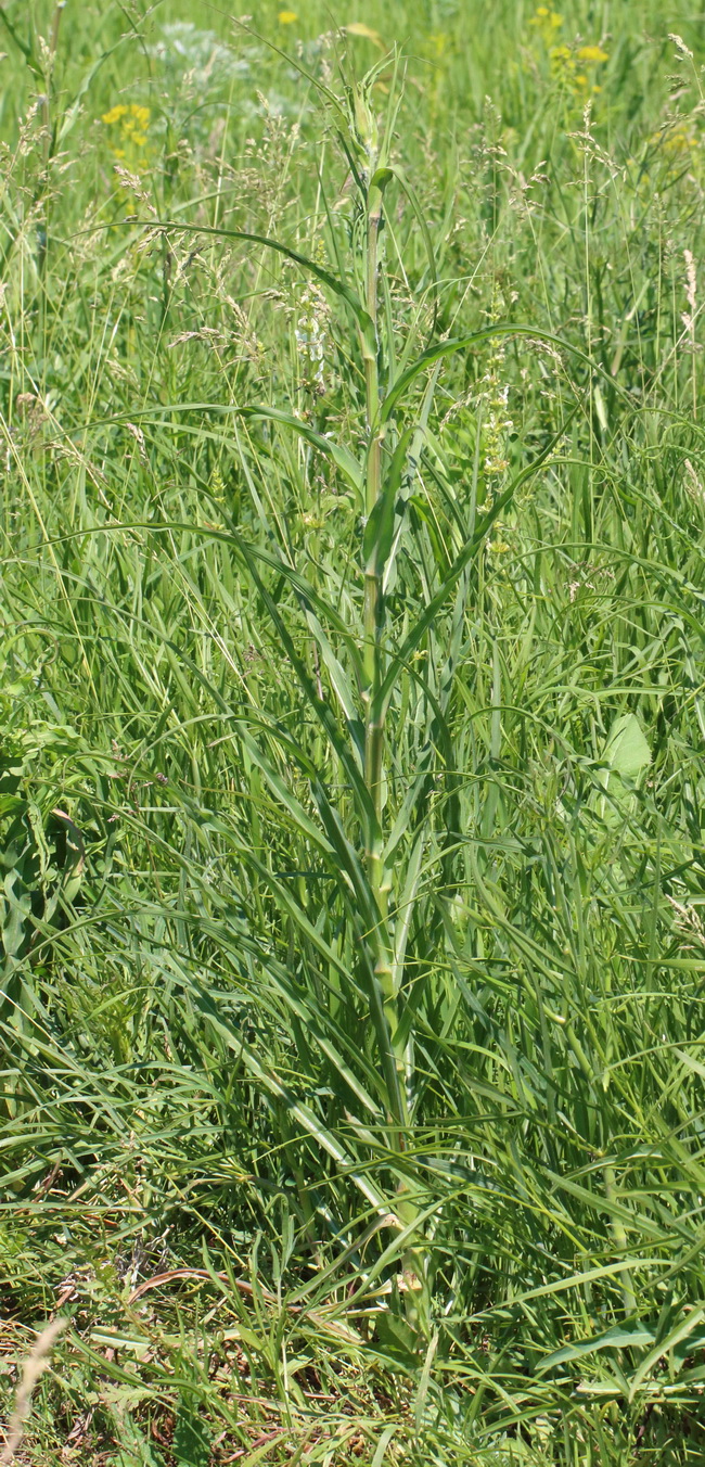 Image of genus Tragopogon specimen.