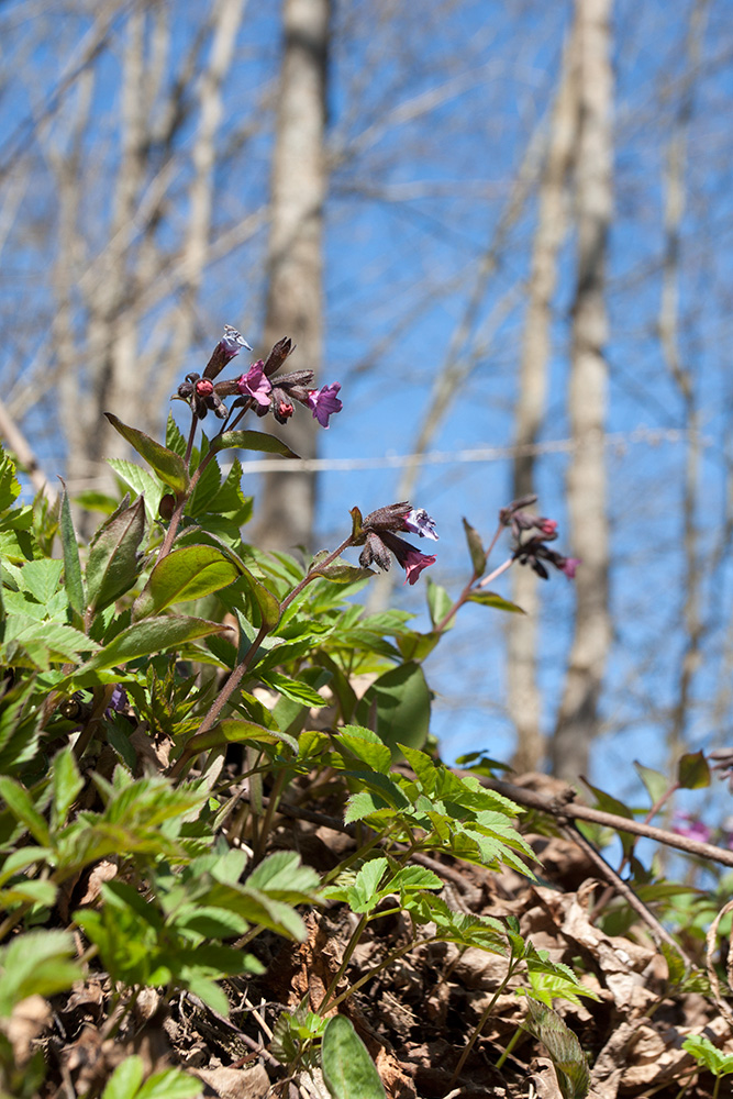 Изображение особи Pulmonaria obscura.