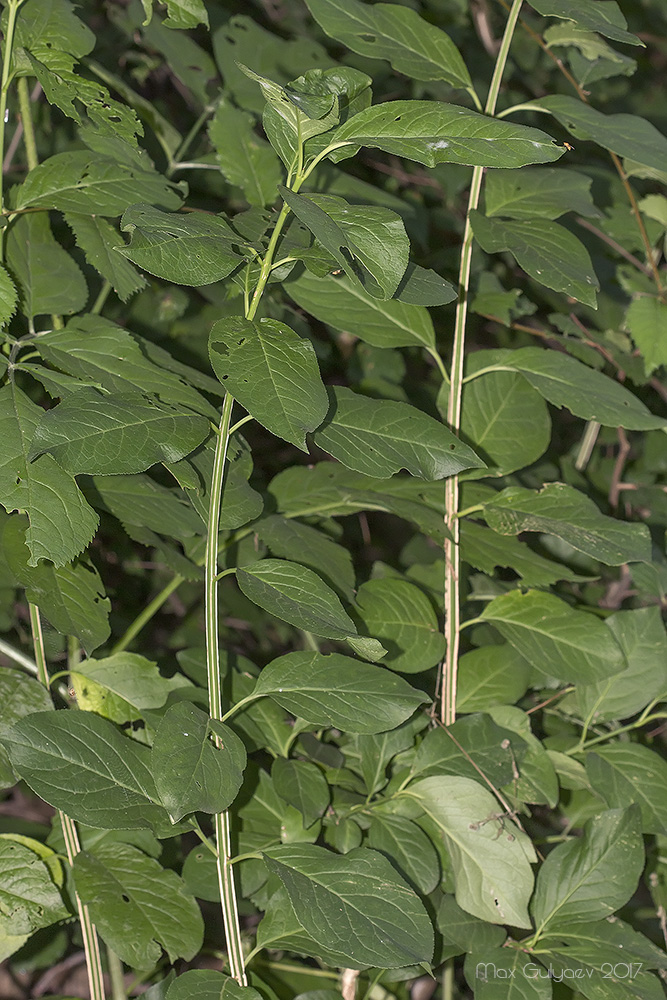 Изображение особи Euonymus europaeus.