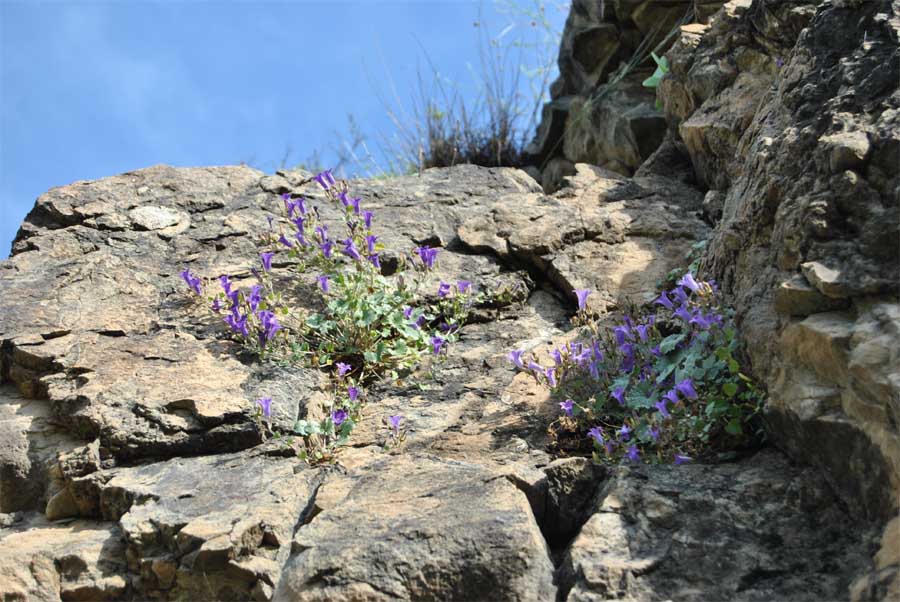 Image of Campanula bayerniana specimen.