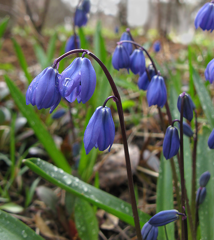 Image of Scilla siberica specimen.