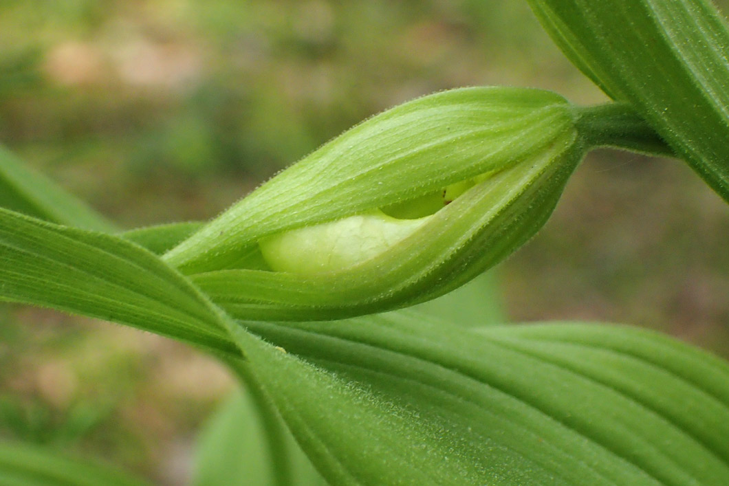 Image of Cypripedium calceolus specimen.