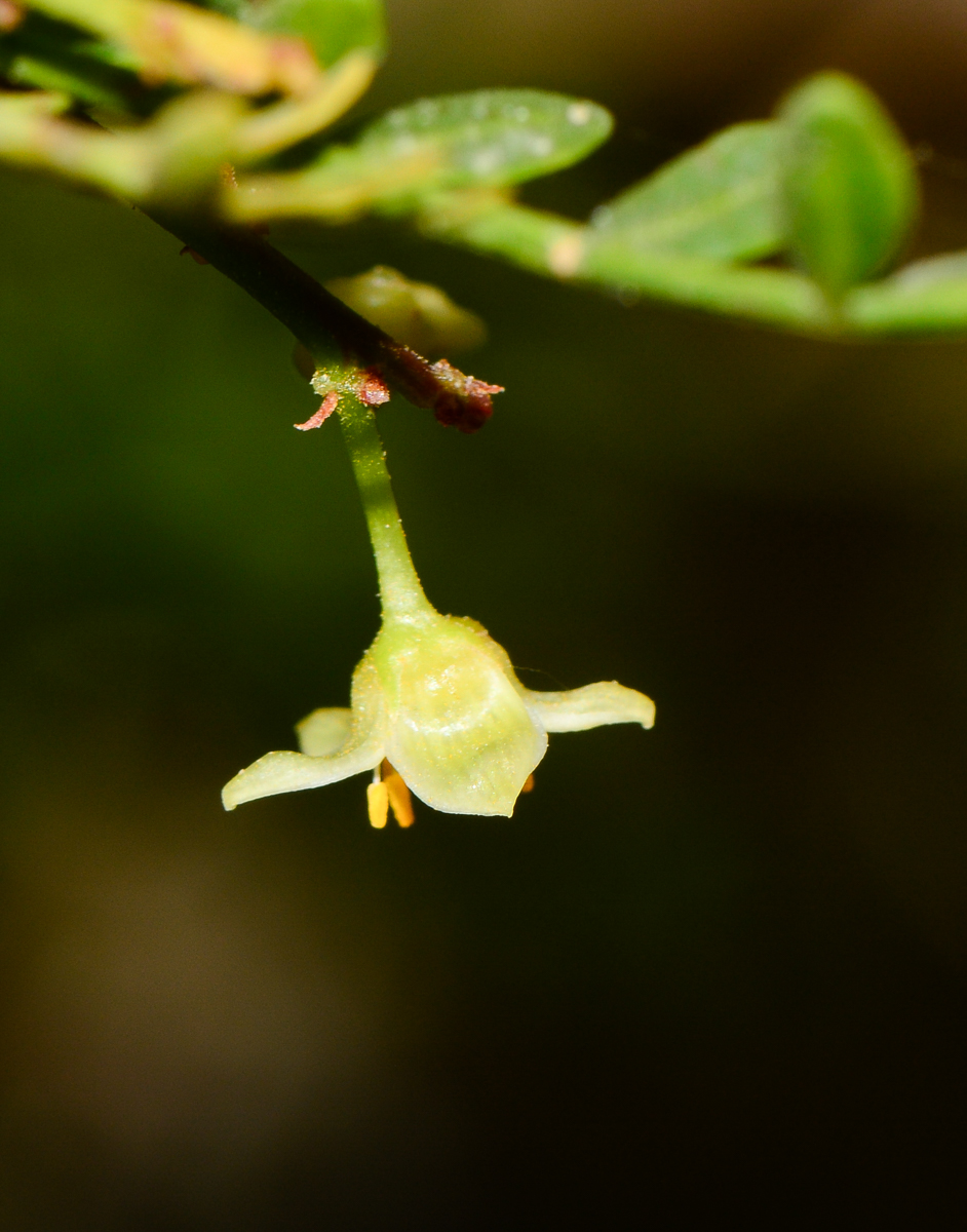 Изображение особи Bursera microphylla.