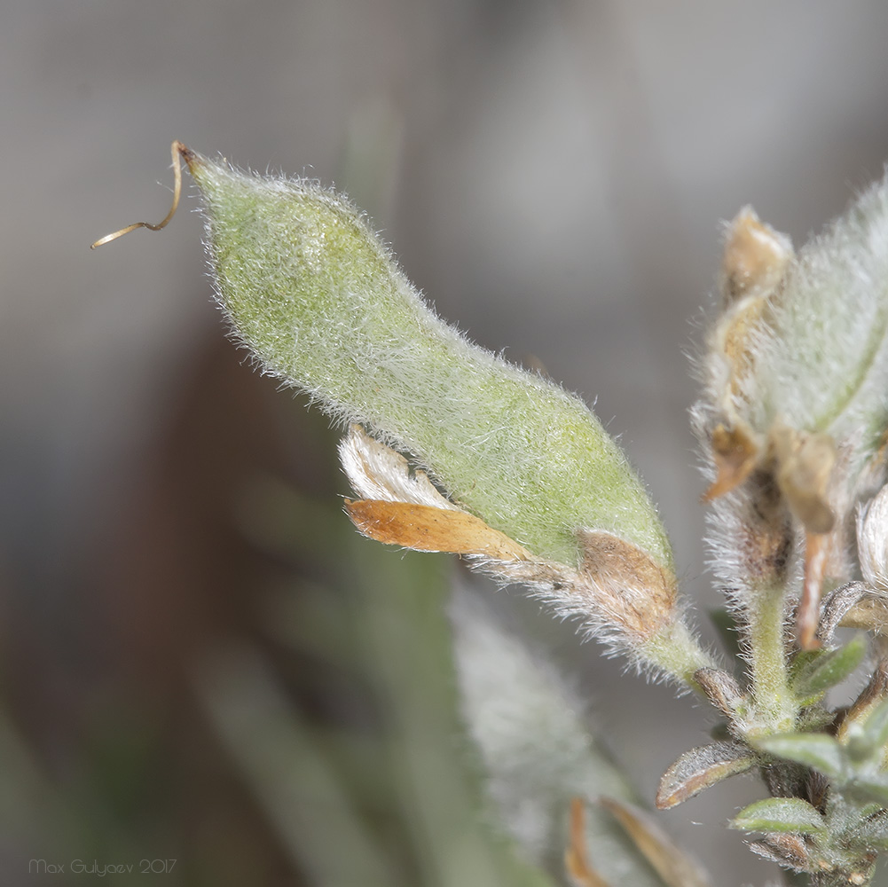 Image of genus Genista specimen.