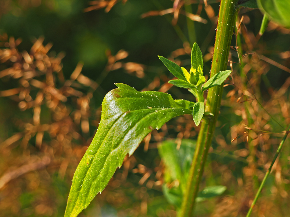 Image of Erigeron annuus specimen.