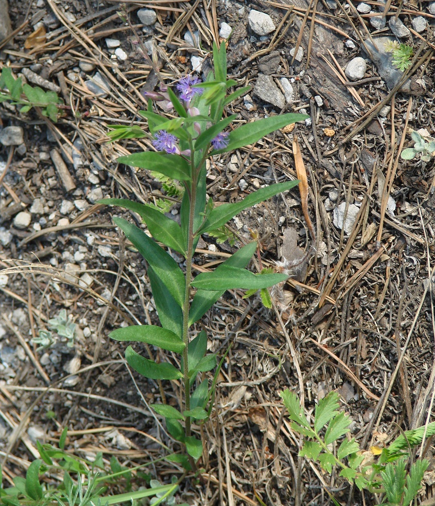 Image of Polygala sibirica specimen.