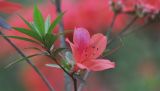 род Rhododendron. Ветвь с цветком. Китай, Гуанси-Чжуанский автономный р-н, национальный парк Shiwan Dashan National Forest Park, парк рядом с гостиницей. 9 марта 2016 г.