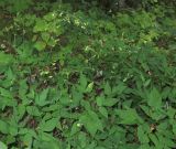 Смотреть изображение Podocarpium mandshuricum