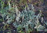 Artemisia stelleriana. Отцветающие и плодоносящие растения. Камчатка, Усть-Камчатск, пос. 2-й завод, задернованная прибрежная полоса Камчатского залива. 25.08.2016.