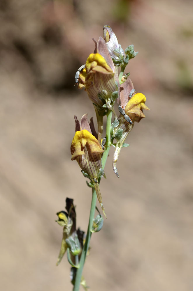 Image of Linaria popovii specimen.