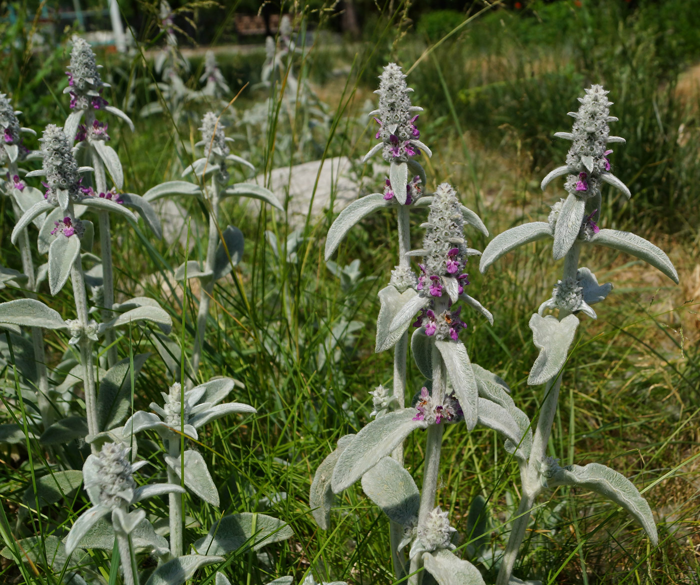 Image of Stachys byzantina specimen.