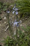 Veronica gentianoides