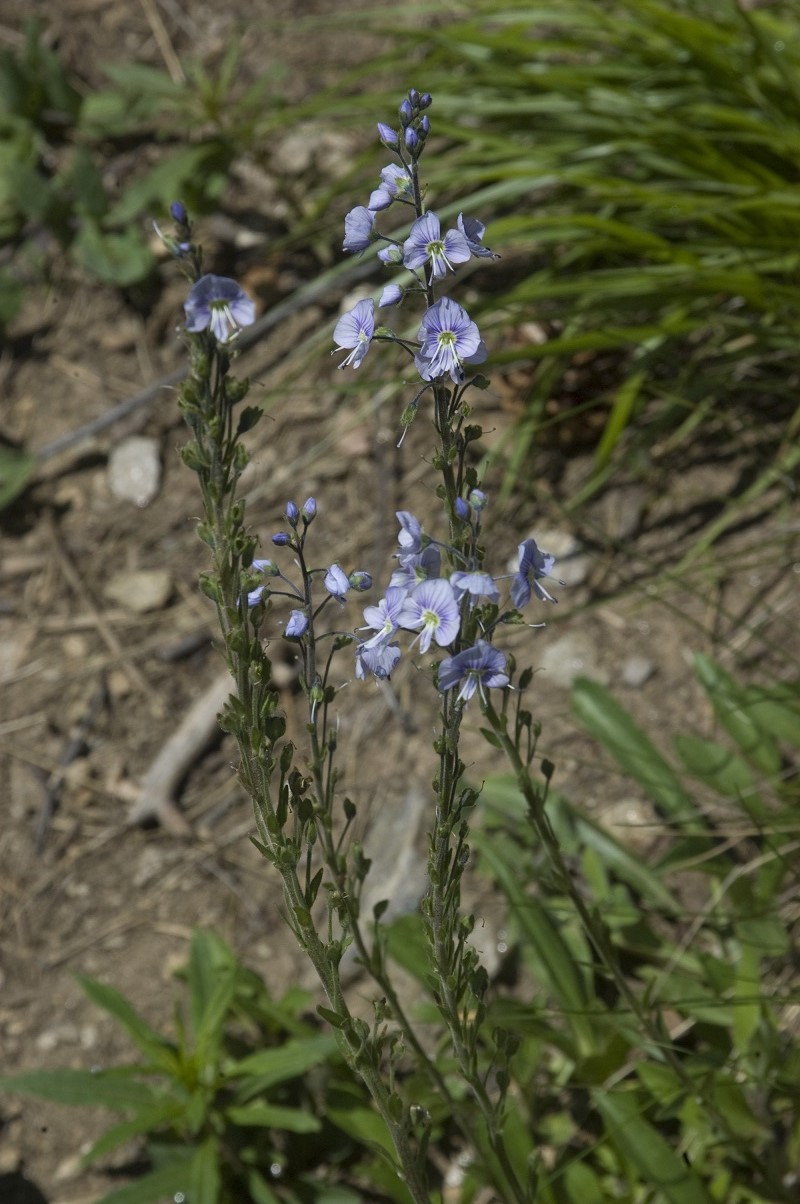 Image of Veronica gentianoides specimen.