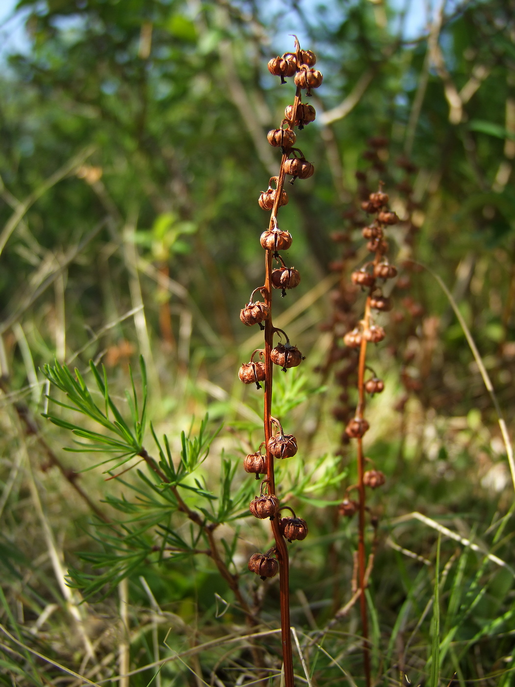 Изображение особи Pyrola minor.