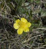 Anemonastrum speciosum