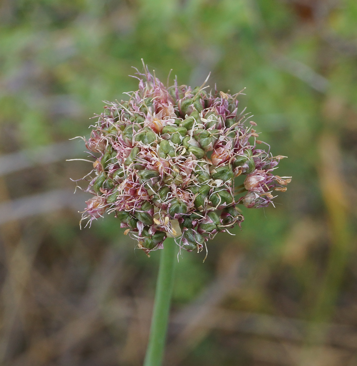 Изображение особи Allium montanostepposum.