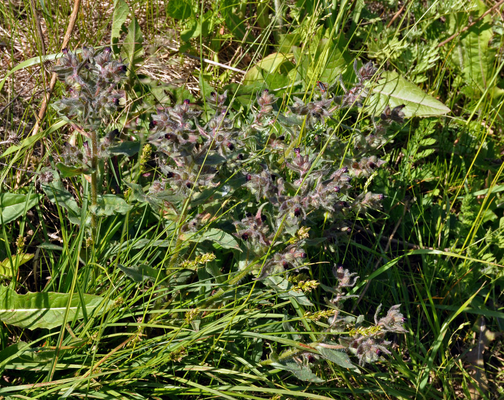 Image of Nonea rossica specimen.