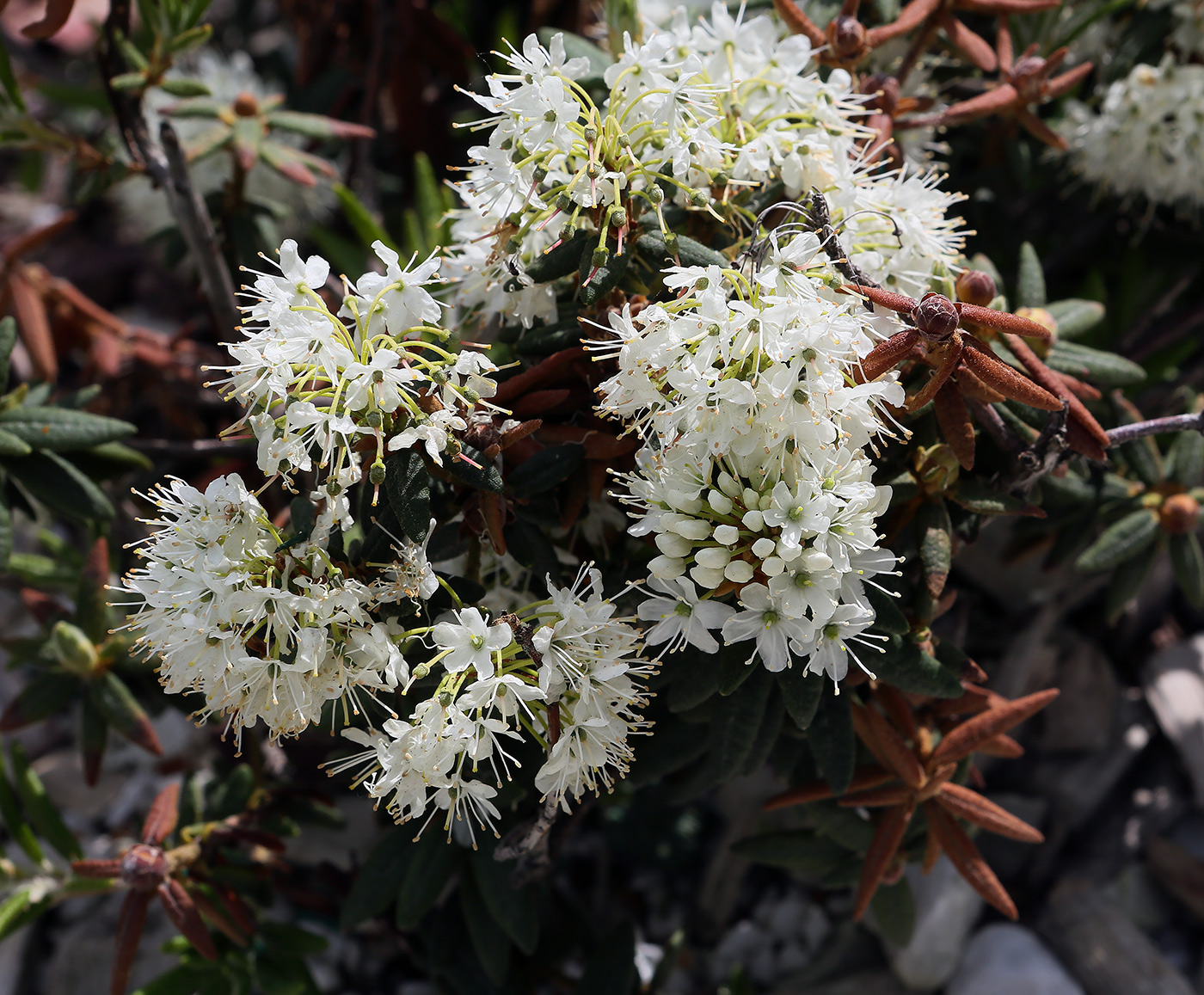 Image of Ledum decumbens specimen.