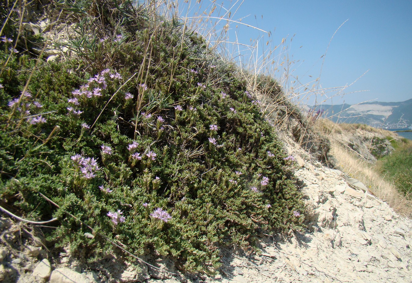 Изображение особи Thymus helendzhicus.