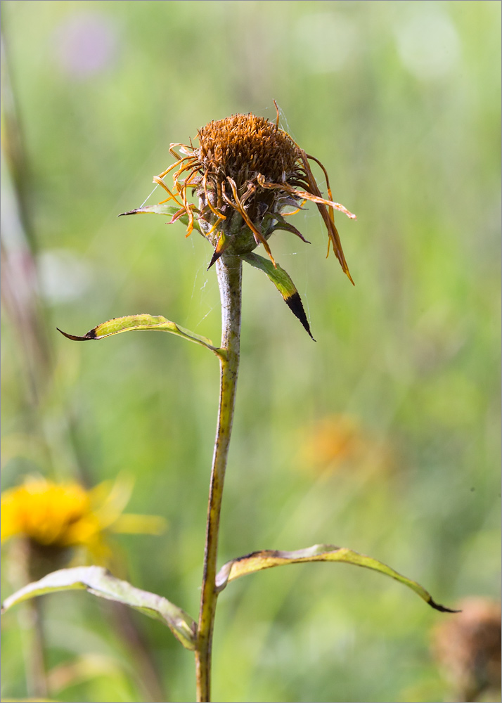 Image of Inula salicina specimen.