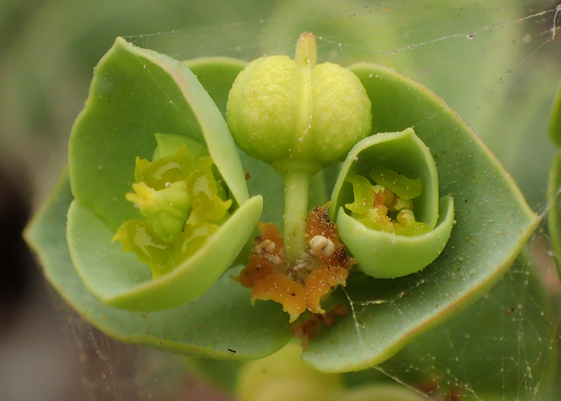 Изображение особи Euphorbia paralias.