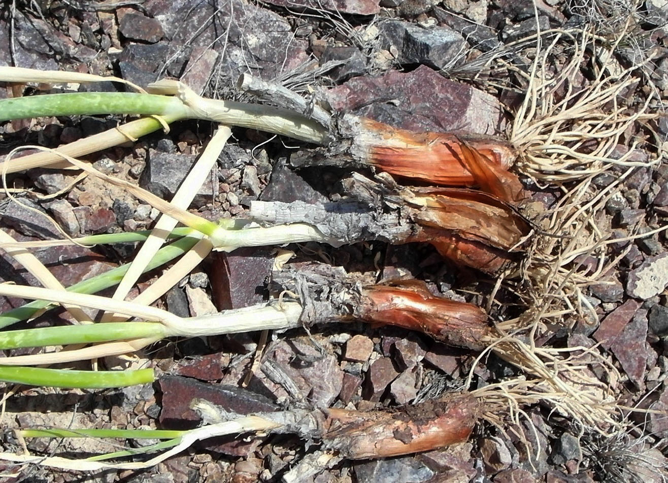 Image of Allium galanthum specimen.