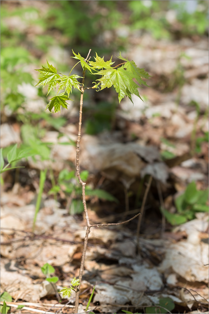 Изображение особи Acer platanoides.