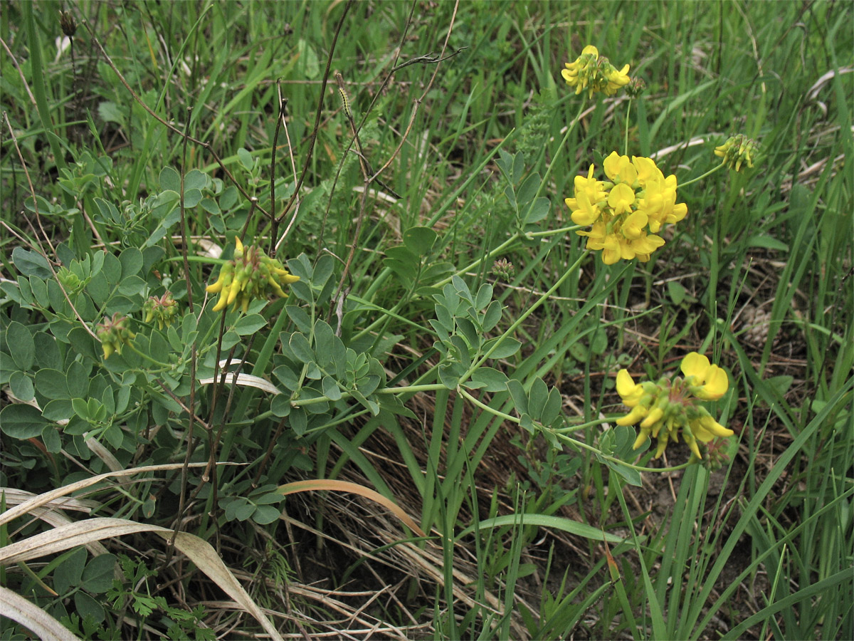 Изображение особи Coronilla coronata.