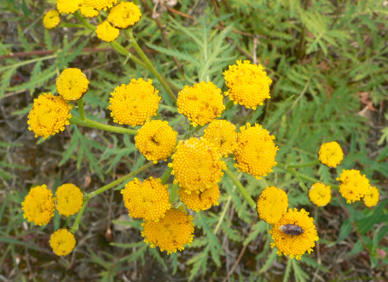 Image of Tanacetum boreale specimen.