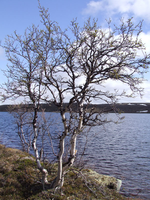 Изображение особи Betula czerepanovii.