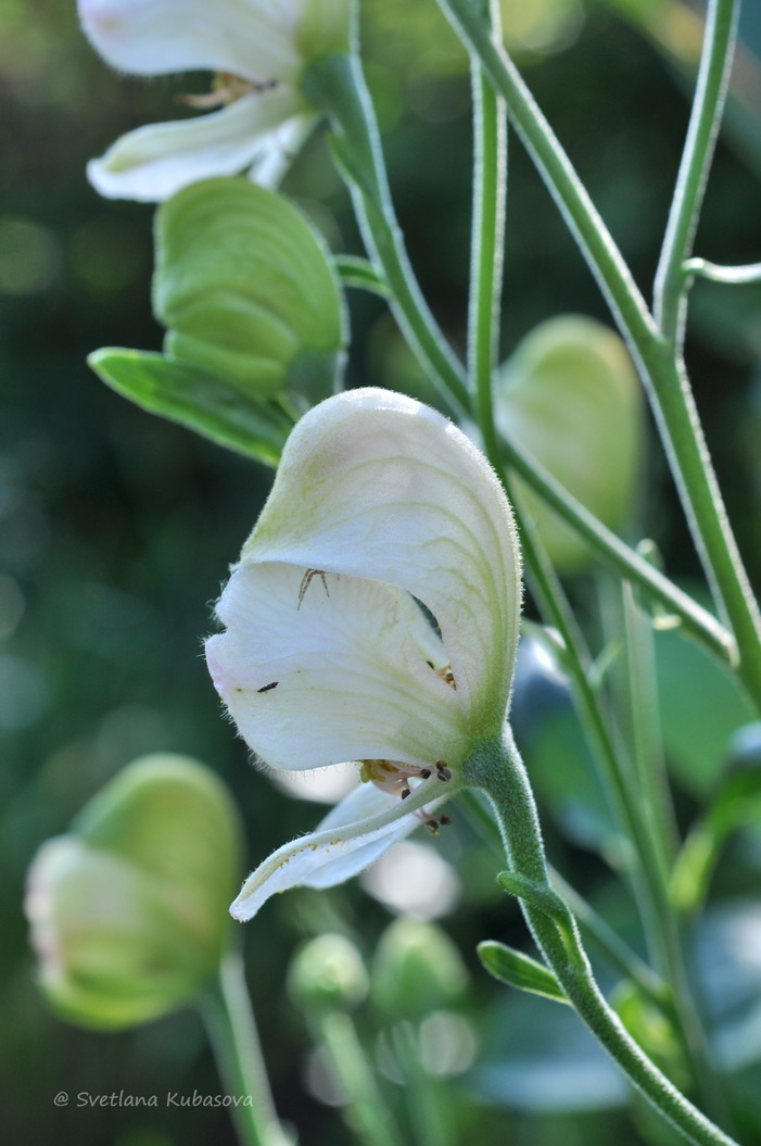 Image of Aconitum napellus specimen.