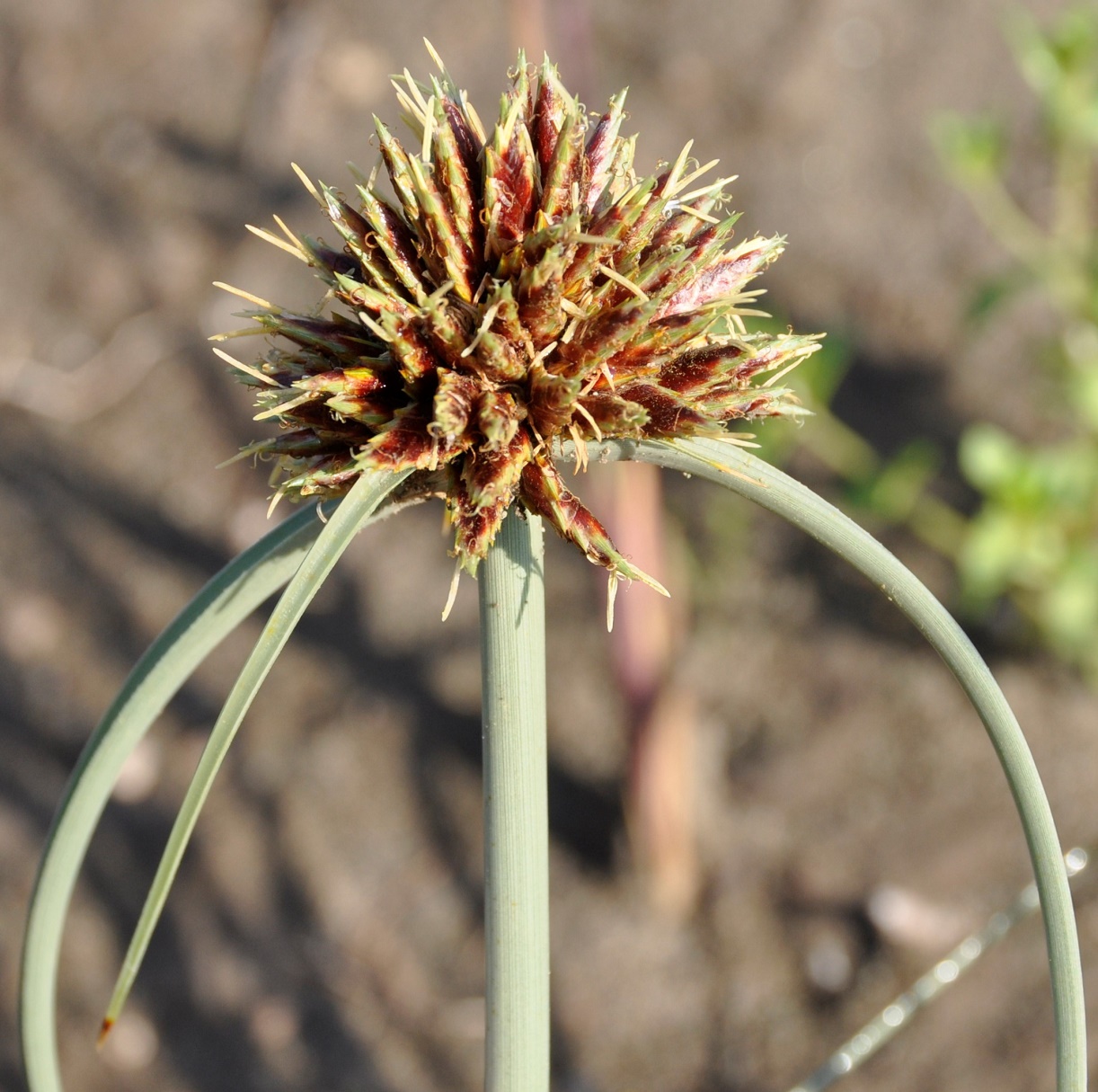 Изображение особи Cyperus capitatus.