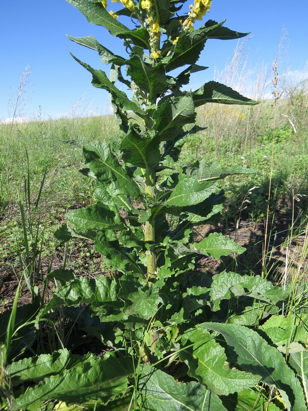 Image of Verbascum lychnitis specimen.