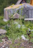 Sisymbrium loeselii. Цветущие растения. Пермский край, г. Пермь, Кировский р-н, садовый участок, куча ПГС, сорное. 17.06.2018.