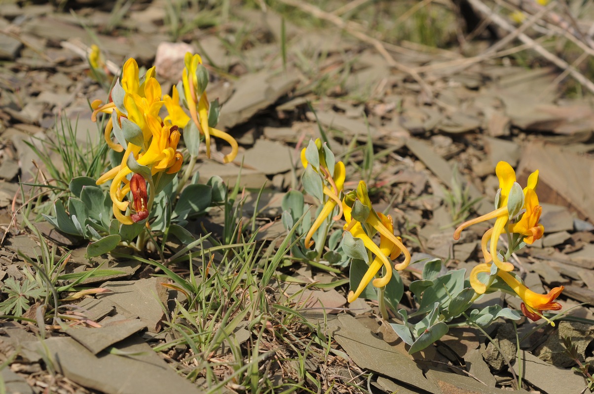 Image of Corydalis sewerzowii specimen.