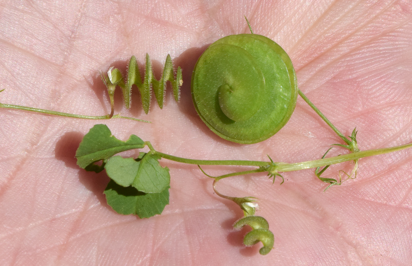 Image of Medicago orbicularis specimen.